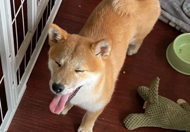 柴犬想出去玩，結果被主人家说得心神不安，哪都不去了