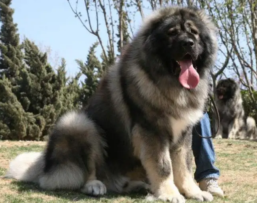 高加索犬毛发怎么打理?不清楚的赶紧看看! 高加索犬毛发怎么打理?不清楚的赶紧看看!