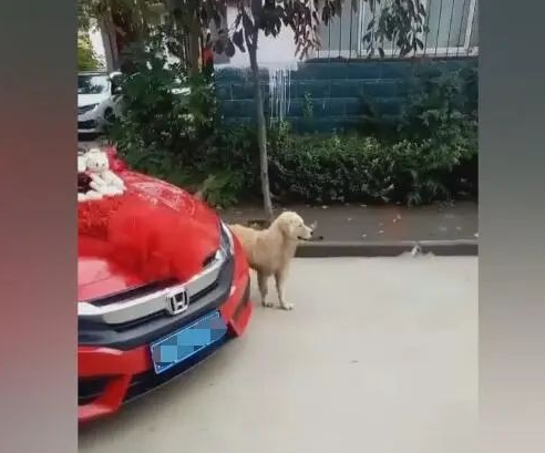 女主人嫁人，狗狗拦住小轿车，不舍得女主角离去自身！