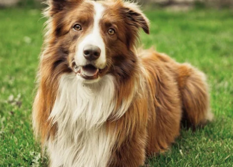 狗狗细小和犬瘟有什么区别