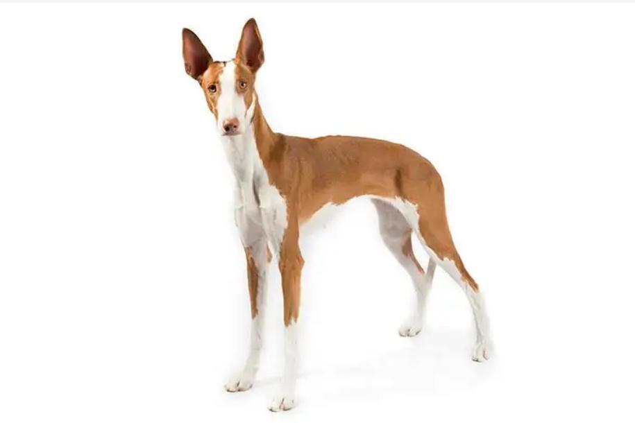 依比沙猎犬好养么