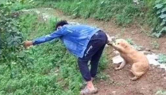 男子郊外摘果子,金毛却把握住主人的手,主人看后感觉十分贴心!