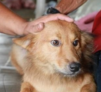 狗狗守护昏倒老人 直至获救 狗狗守护昏倒老人 直至获救