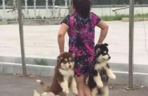 二哈兄弟偷溜外出,奶奶找后一手一个,巾帼不让须眉 二哈兄弟偷溜外出,奶奶找后一手一个,巾帼不让须眉