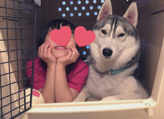 闺女挤入哈士奇的窝，二哈一脸无可奈何向主人家求助：能否管你小孩