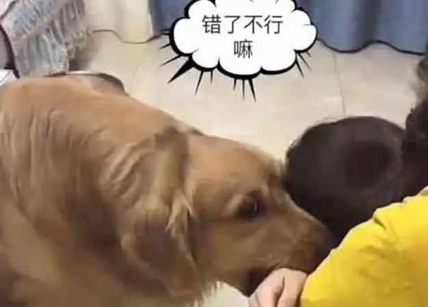 狗狗的5个认错方式,铲屎官们能接受吗? 狗狗的5个认错方式,铲屎官们能接受吗?