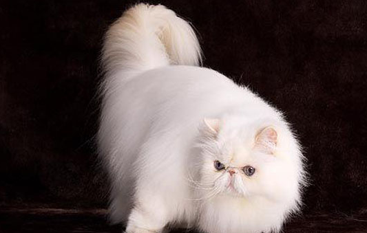 为什么波斯猫两个眼睛颜色不一样?答案其实很简单! 为什么波斯猫两个眼睛颜色不一样?答案其实很简单!