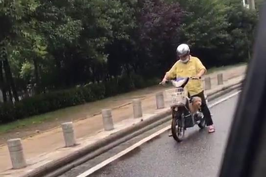狗狗从电瓶车上掉了出来,狂追了一公里才追赶主人,差点儿跑咽气 狗狗从电瓶车上掉了出来,狂追了一公里才追赶主人,差点儿跑咽气