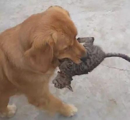 金毛外出溜达，叼着只奶猫回家