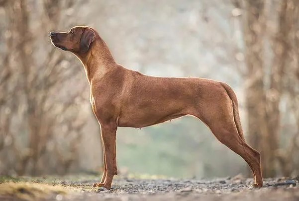今日科普：罗得西亚脊背犬性格好吗？适合当宠物吗？