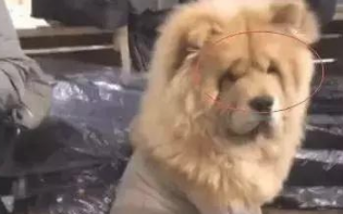 松狮狗狗每天被小泰迪欺压，一怒之下小狗换造型设计，网友：真霸气侧漏