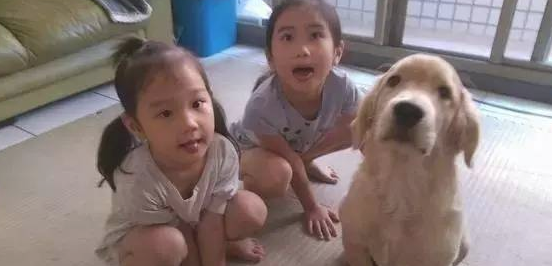 平常就晓得欺压亲姐姐的金毛，有一天球丢失，因此它...