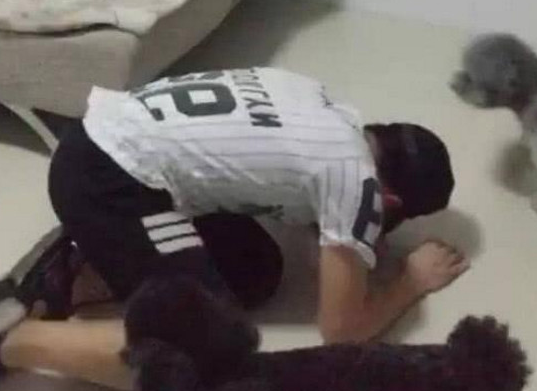 主人在家里做俯卧撑三只泰迪自告奋勇来帮助結果令人高兴得腹痛 主人在家里做俯卧撑三只泰迪自告奋勇来帮助結果令人高兴得腹痛