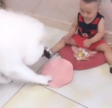 宝宝吃零食,狗狗积极叼碗来讨吃,宝宝被招数了! 宝宝吃零食,狗狗积极叼碗来讨吃,宝宝被招数了!