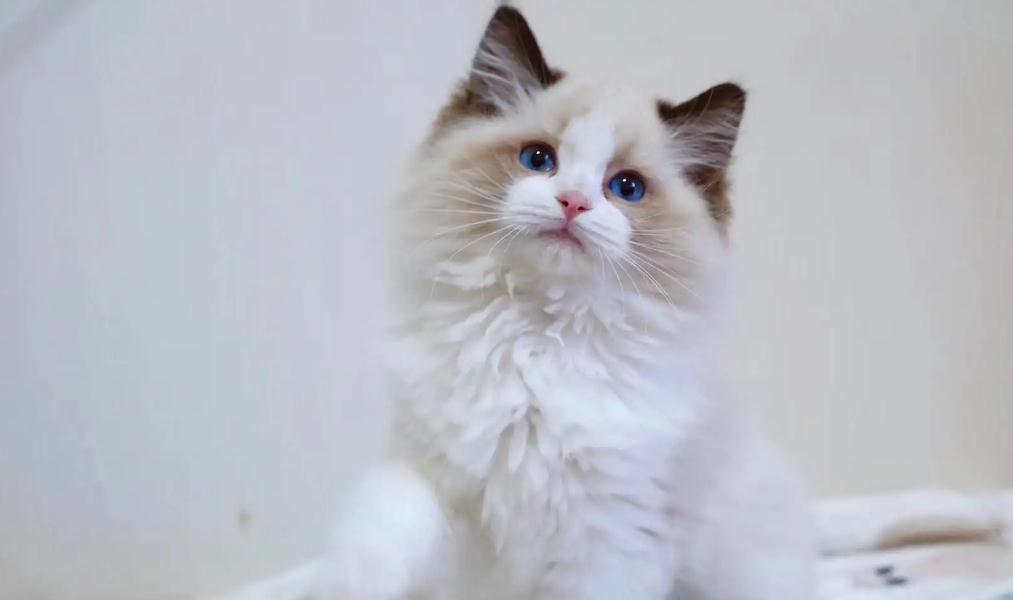 猫咪的年龄该如何计算