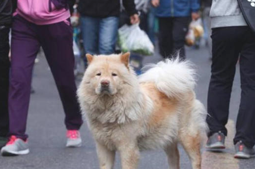 狗狗每天出現在农贸市场，目光飘忽不定原地不动等候着啥，了解缘故许多人泪崩