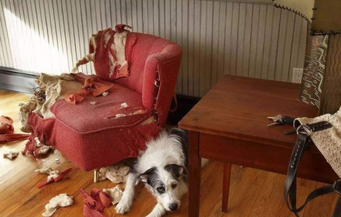 主人不在家宠物犬都忙啥?无非这5件事,铲屎官:最后一个好贴心 主人不在家宠物犬都忙啥?无非这5件事,铲屎官:最后一个好贴心