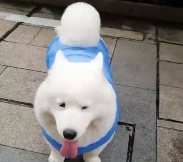 一只狗狗在马路边拍照,还以为是只萨摩耶,见到它的个子后我笑了! 一只狗狗在马路边拍照,还以为是只萨摩耶,见到它的个子后我笑了!