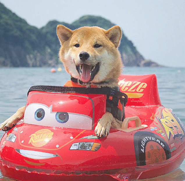 男子带柴犬飘流，本认为它会担心，結果狗狗的神情太搞笑了