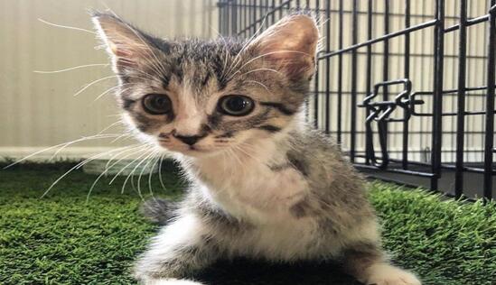 世界上跑得最快的两条腿小猫