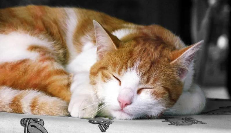 2个月的小猫可以喝多少毫升奶