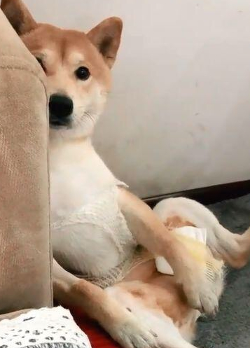 柴犬刚做完绝育手术，每日拿手捂住裆，柴犬：将你的蛋帮我！