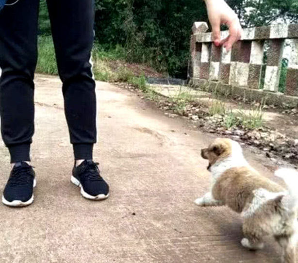 主人收留了一只田园犬,没几日就学好經典姿势,比二哈更深得人心 主人收留了一只田园犬,没几日就学好經典姿势,比二哈更深得人心