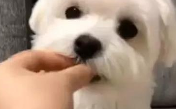 堂妹给狗狗提前准备了一桌美味的，工资待遇还比不上狗狗，看过都羡慕嫉妒！