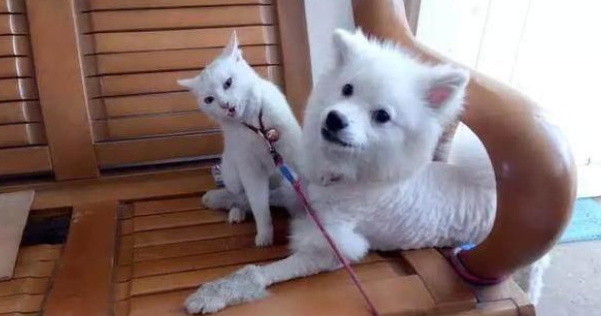 主人带狗去剪毛，回来后猫主子非常厌弃：丑拒，离我远点儿