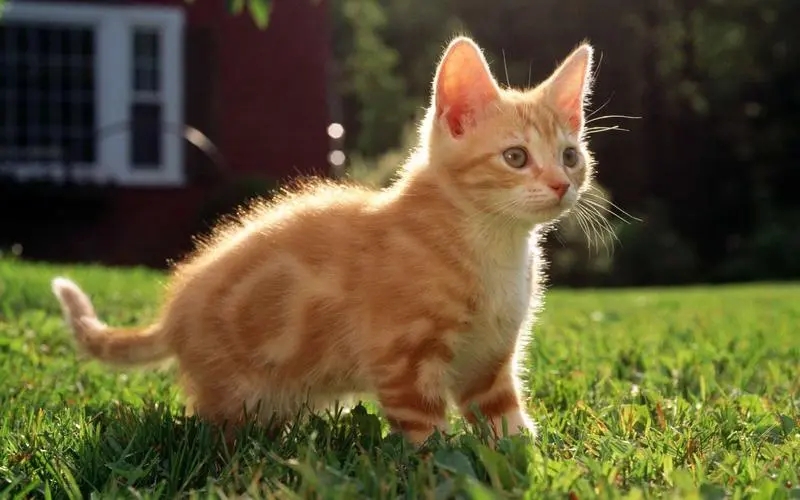 猫藓怎么才能治好用什么药.jpg 猫藓怎么才能治好用什么药.jpg