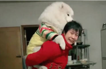 女人治不了狗狗拆家，让母亲照料一个月后，結果令人万万想不到