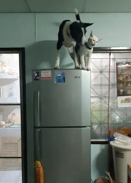 狗狗是猫咪的跟屁虫,竟跟着猫一起跳来到冰箱上,却害怕出来了! 狗狗是猫咪的跟屁虫,竟跟着猫一起跳来到冰箱上,却害怕出来了!