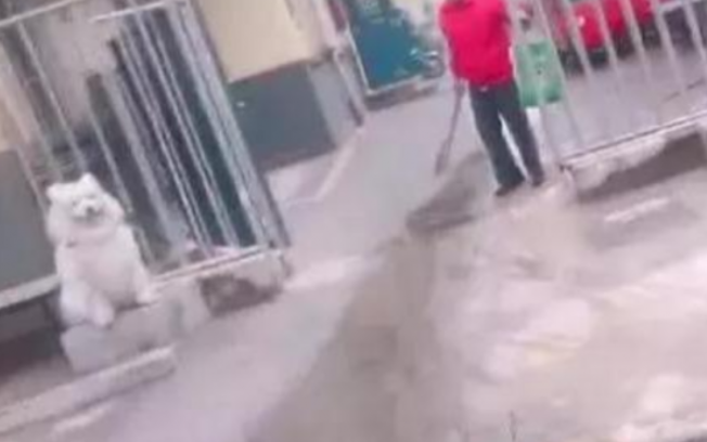 二只萨摩耶蹲在大门口当做石狮子，网友：给开多少薪水