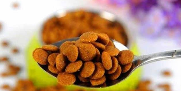 国庆带爱犬自驾游,6件物品别忘带,让你安稳享受美好假期! 国庆带爱犬自驾游,6件物品别忘带,让你安稳享受美好假期!