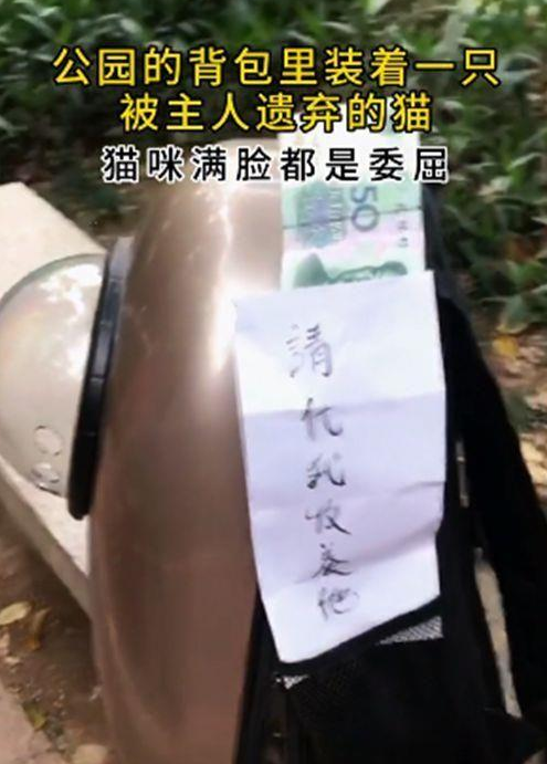 猫包里装着50块钱和一张纸条的宠物猫,网友看完后无言以对 猫包里装着50块钱和一张纸条的宠物猫,网友看完后无言以对