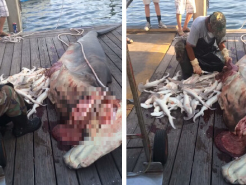 垂钓者无意间杀死鲨鱼妈妈 体内竟发现34条小鲨
