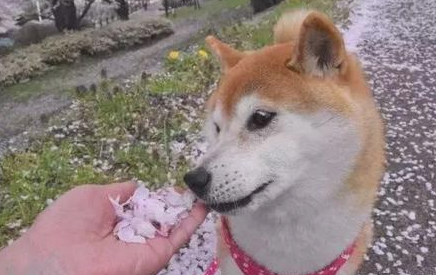 网友让柴犬闻花瓣香不香,柴犬立即回绝,不闻就不闻 网友让柴犬闻花瓣香不香,柴犬立即回绝,不闻就不闻