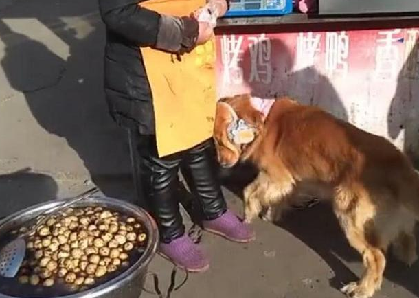 金毛近期食量大减，但休重反倒升高许多，主人追踪后懵逼了
