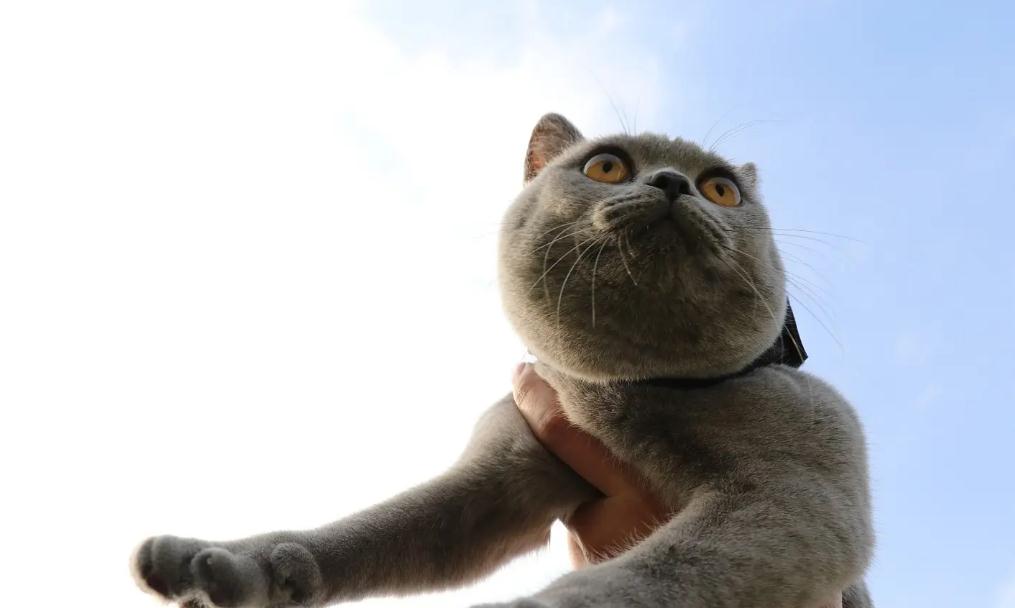 公猫做过绝育脾气暴躁攻击人是怎么回事 公猫做过绝育脾气暴躁攻击人是怎么回事