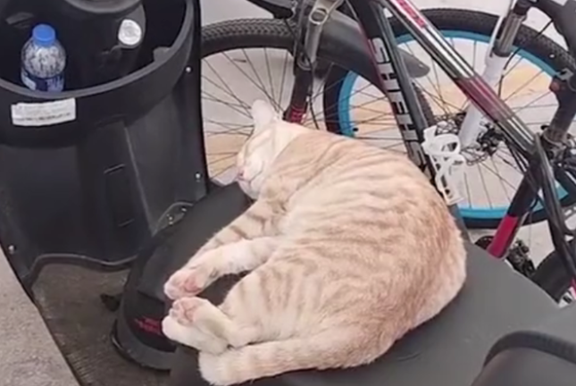 长沙一男生骑车发现座椅躺了只猫，温柔劝离后，网友直言是初恋了