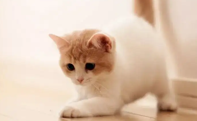 猫咪12个月算一岁吗