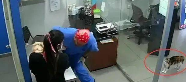 主人家带小狗去接种疫苗,猫咪认为狗哥被欺负,立即怀着医生咬 主人家带小狗去接种疫苗,猫咪认为狗哥被欺负,立即怀着医生咬
