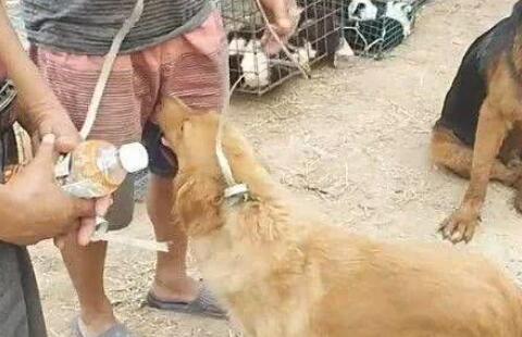 金毛获知自身将被卖掉，它赶快怀着主人