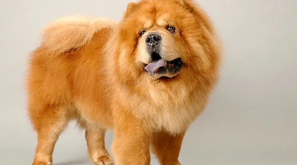 松狮犬掉毛是什么原因?不知道的快来看看! 松狮犬掉毛是什么原因?不知道的快来看看!