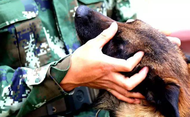 流浪犬闯进部队后，被送到十公里外收容所，狗狗却跑回家坚持参军入伍