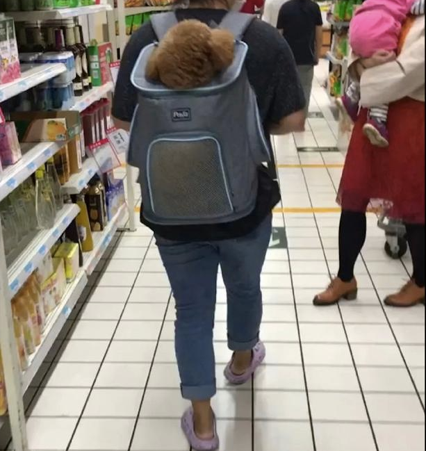 女生用包身背小泰迪,把它带进了商场里,狗:嘘,请不要告知保安人员!