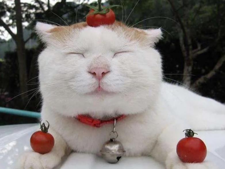 猫咪腹部起伏急促怎么办 猫咪腹部起伏急促怎么办