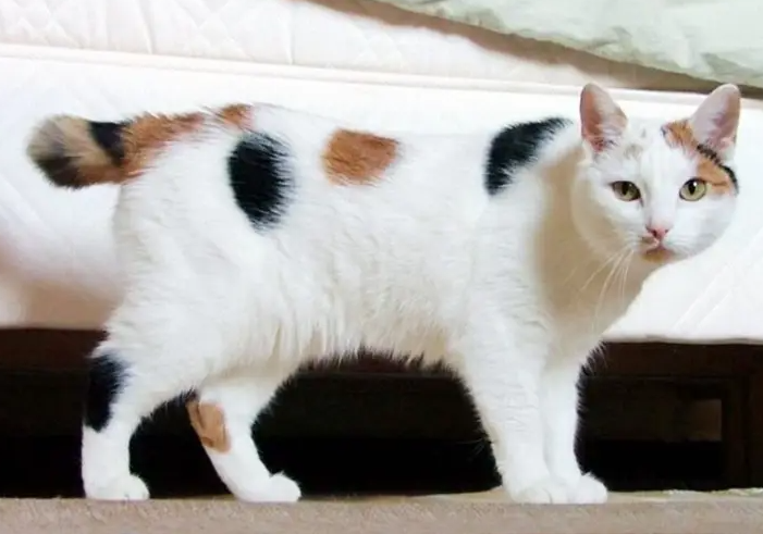 日本短尾猫不用猫砂怎么办？这篇文章给你答案！