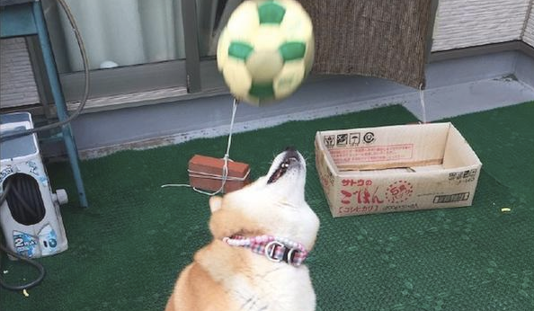 网友和柴犬玩抛传球,球却立即砸到它的脸部,狗:你是有意的吗 网友和柴犬玩抛传球,球却立即砸到它的脸部,狗:你是有意的吗