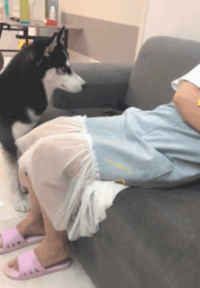 二哈撩拨小泰迪,小泰迪翻腕便是一巴掌 二哈撩拨小泰迪,小泰迪翻腕便是一巴掌